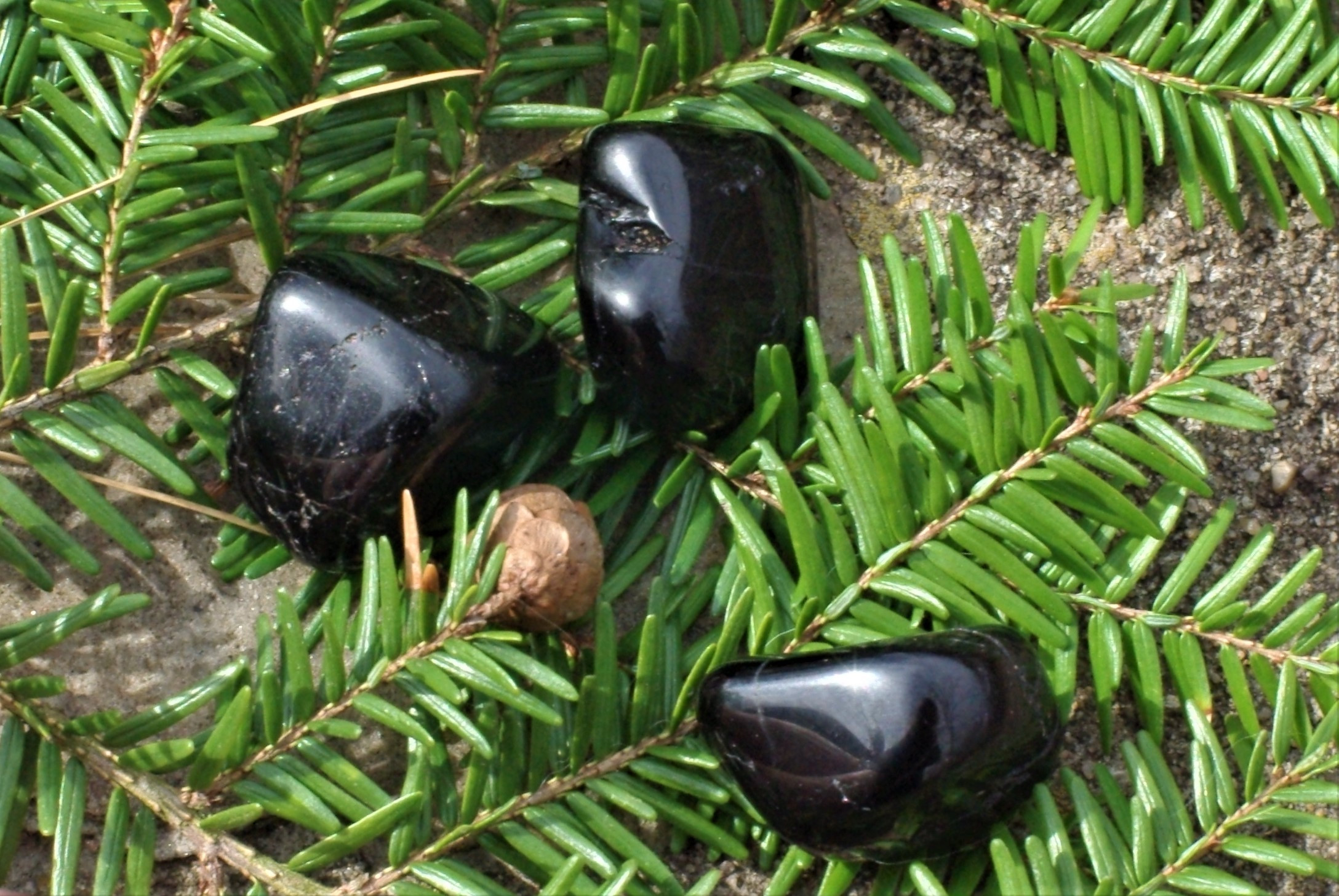 Black Tourmaline on fir