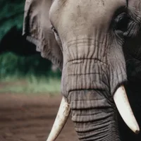 Elephant Wisdom