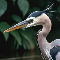 Heron Patience