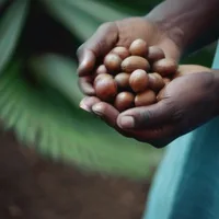 Ikin Sacred Palm Nuts