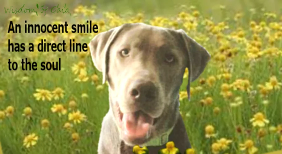 Smile